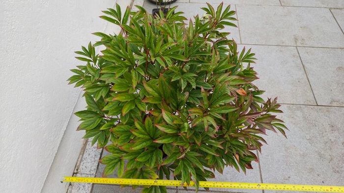 Paeonia lactiflora
