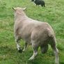 4 Year Old PBNR Belclare Ram Image 4