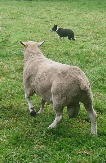 4 Year Old PBNR Belclare Ram