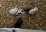 kittens