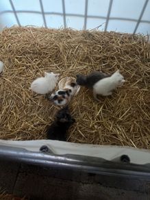 kittens