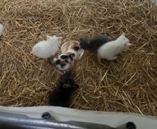 kittens
