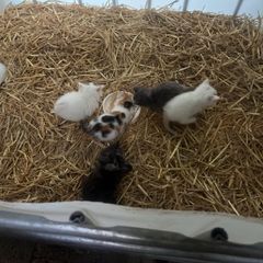 kittens