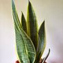 Snake plant Image 5