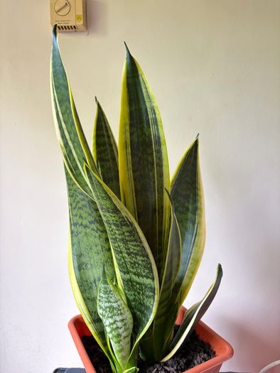 Snake plant