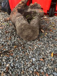 Tree trunk for firewood