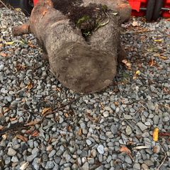 Tree trunk for firewood