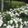 Carpet rose plants Image 3