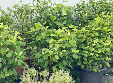 Hydrangeas