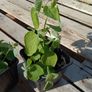 Codonopsis pilosula plant Image 2