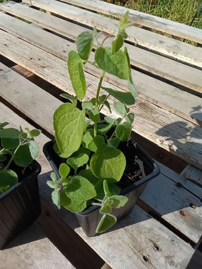 Codonopsis pilosula plant