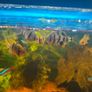fish tank Image 5