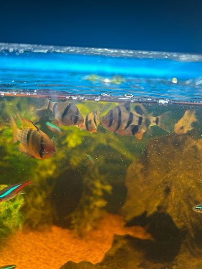 fish tank