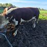 Hereford bulls Image 7