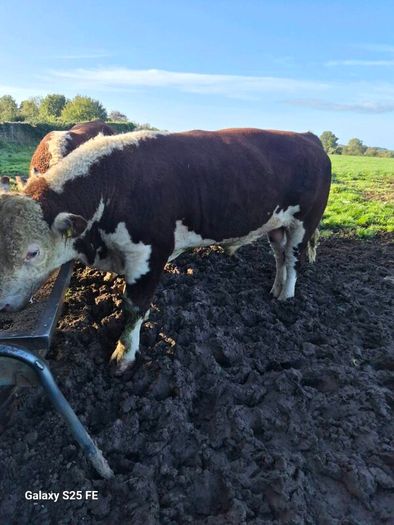 Hereford bulls