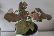 Syngonium