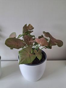 Syngonium
