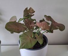 Syngonium