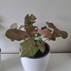 Syngonium