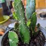 cactus plant Image 2
