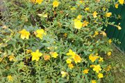 Hypericum large bush