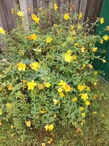 Hypericum large bush