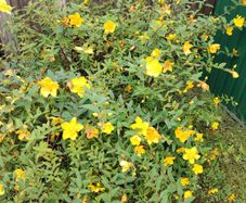 Hypericum large bush