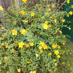 Hypericum large bush