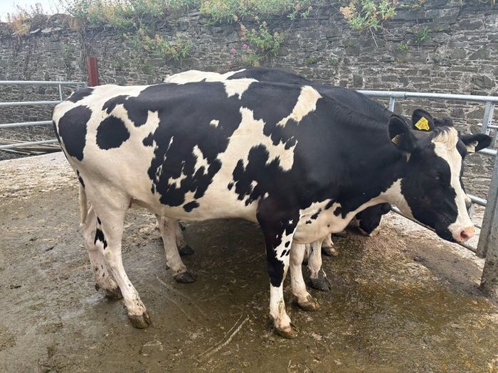 Top class feeding cows