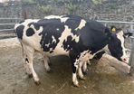 Top class feeding cows