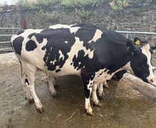 Top class feeding cows
