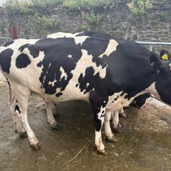Top class feeding cows