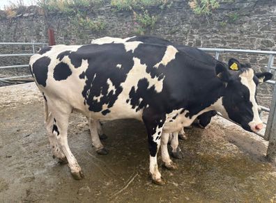 Top class feeding cows