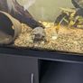 Juwel fish tank Image 7
