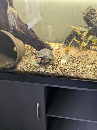 Juwel fish tank
