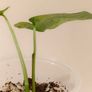 No.11 Monstera Siltepecana Variegated Image 5