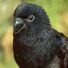 birdguru