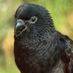 birdguru