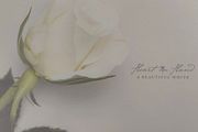 Heart In Hand - A Beautiful White