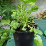 Geum Lady Stratheden Image 3