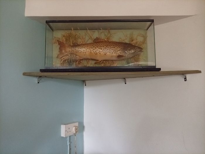 Taxidermy brown trout 8lb weight