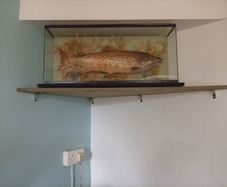 Taxidermy brown trout 8lb weight