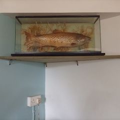 Taxidermy brown trout 8lb weight