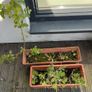 5 plants and garden stuff Image 4