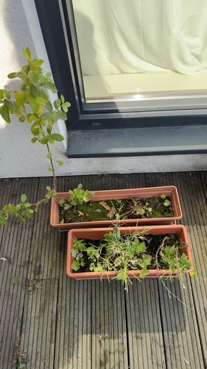 5 plants and garden stuff