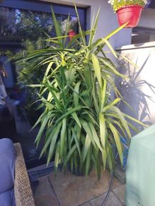 Yukka Tree