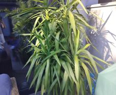 Yukka Tree
