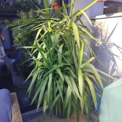Yukka Tree
