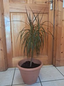 Small Draecana Marginta