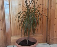 Small Draecana Marginta